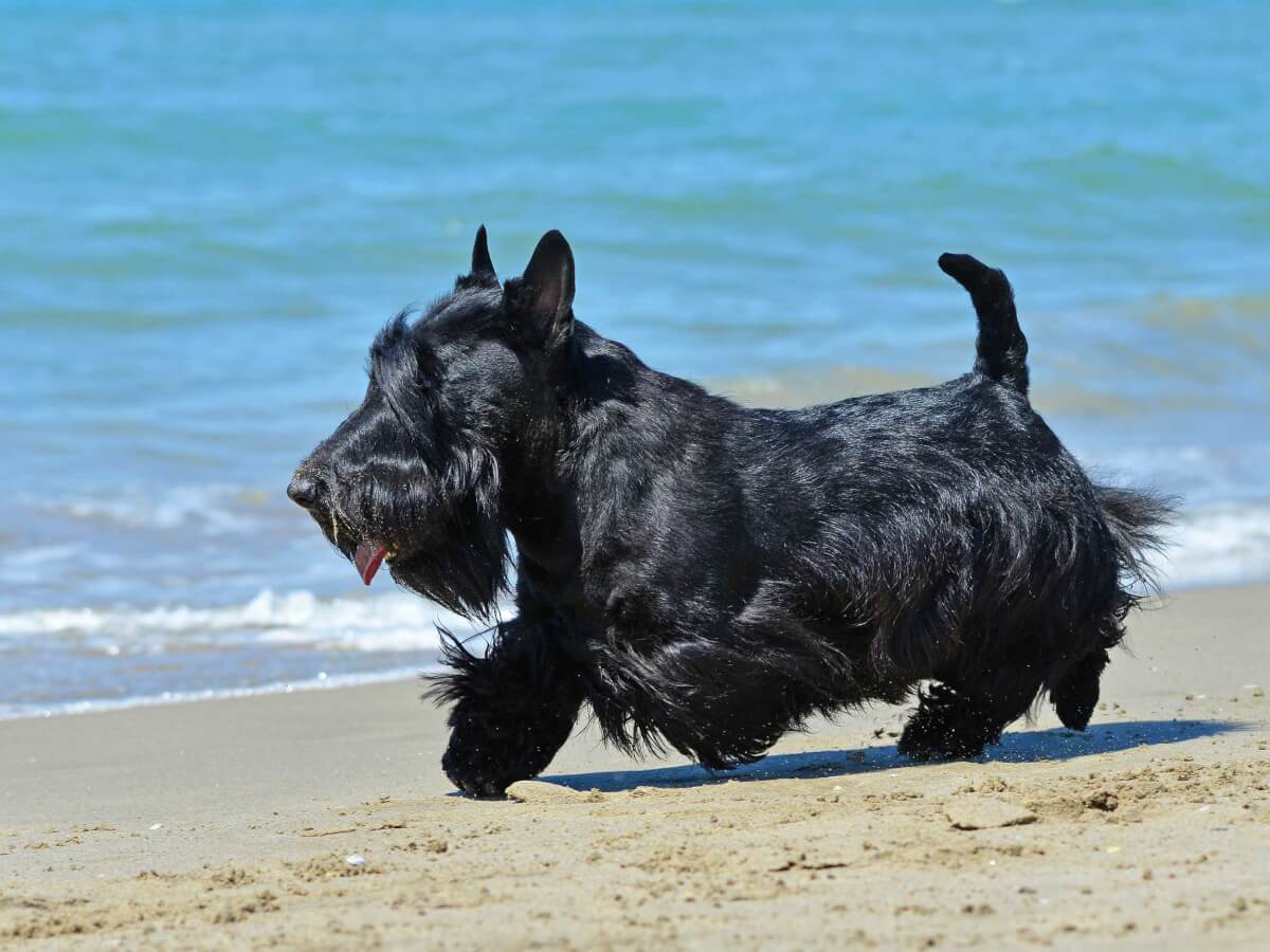 Secondary image of Scottish Terrier dog breed