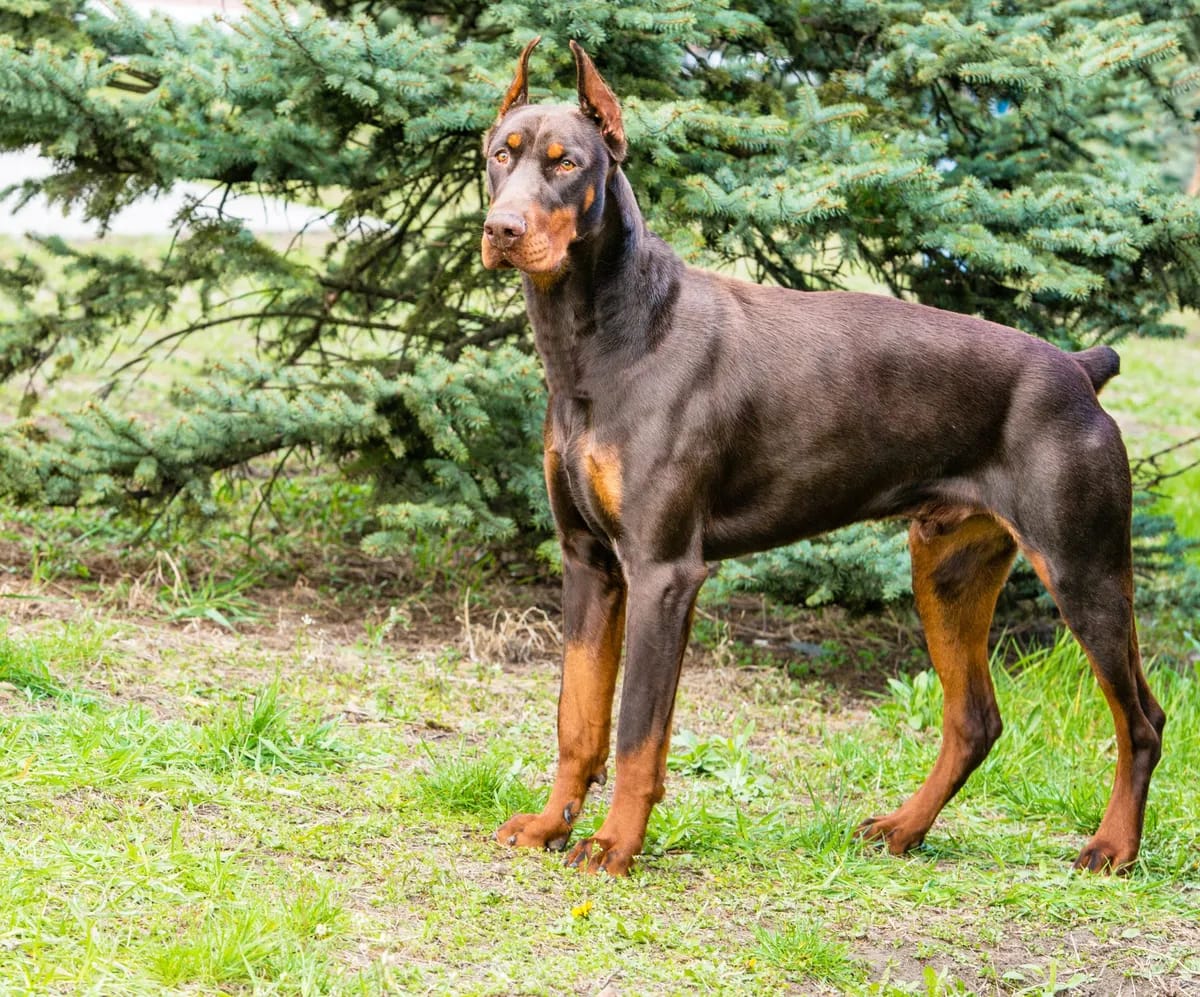 Secondary image of Doberman Pinscher dog breed