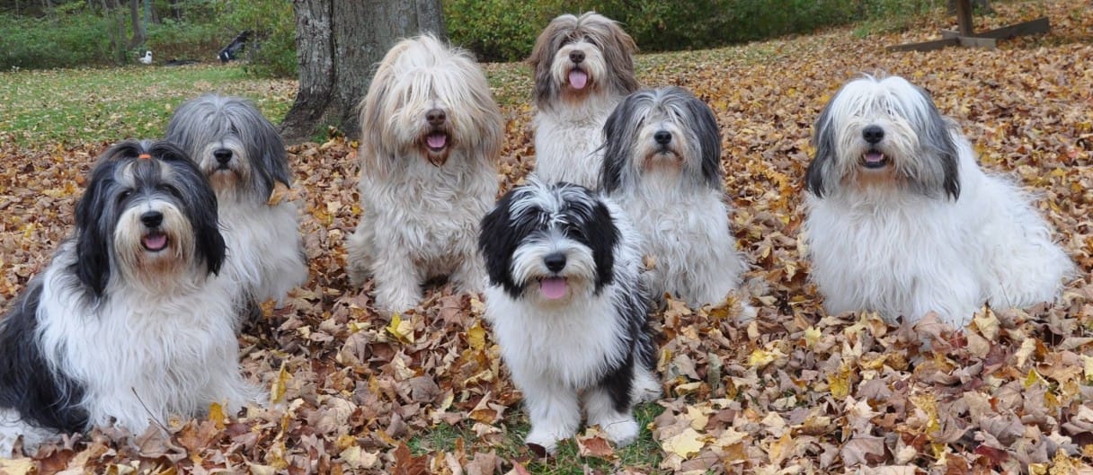 Secondary image of Polish Lowland Sheepdog dog breed