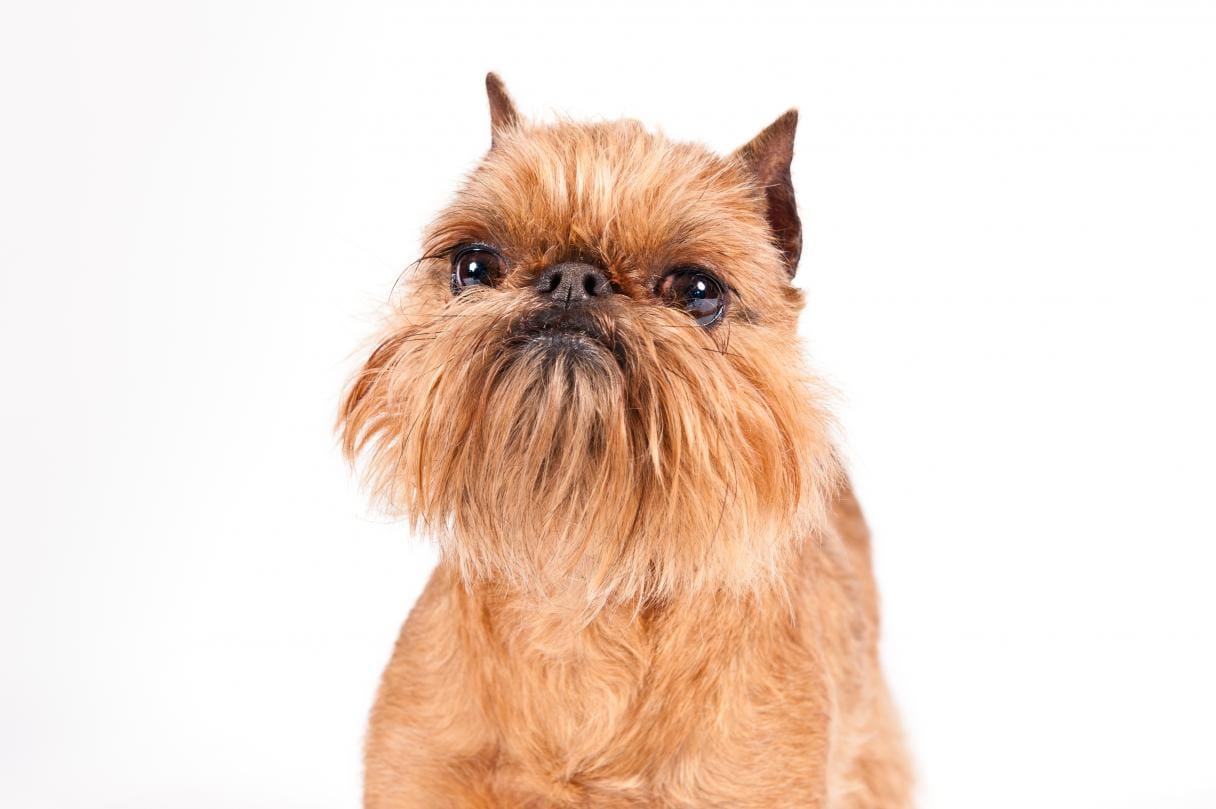 Secondary image of Brussels Griffon dog breed