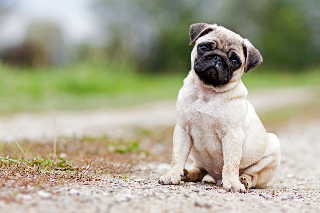 Secondary image of Pug dog breed