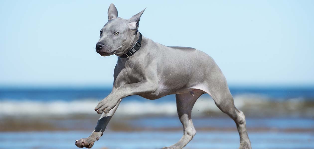 Secondary image of Thai Ridgeback dog breed