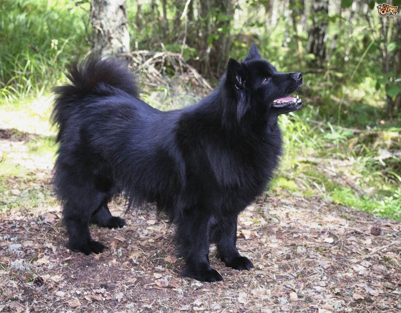 Secondary image of Swedish Lapphund dog breed