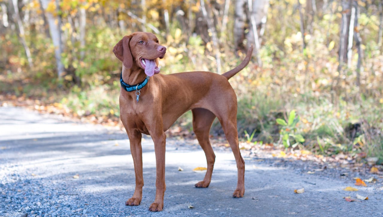 Secondary image of Vizsla dog breed