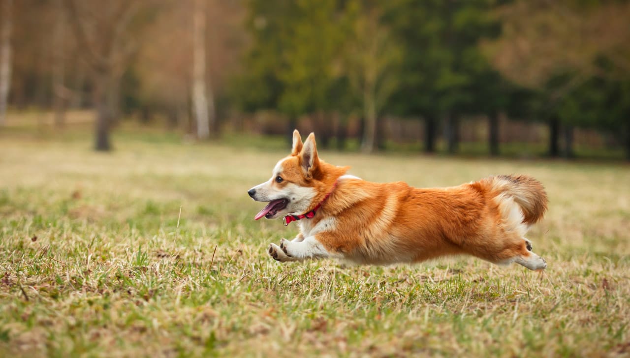 Secondary image of Pembroke Welsh Corgi dog breed