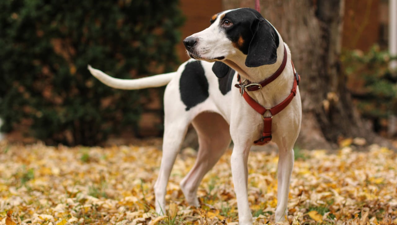 Secondary image of Treeing Walker Coonhound dog breed