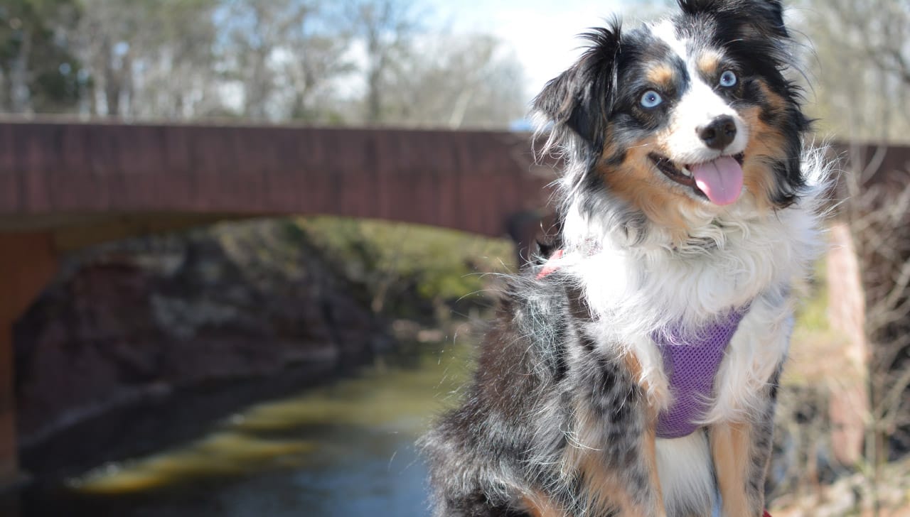 Secondary image of Miniature American Shepherd dog breed