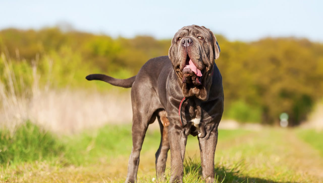 Secondary image of Neapolitan Mastiff dog breed