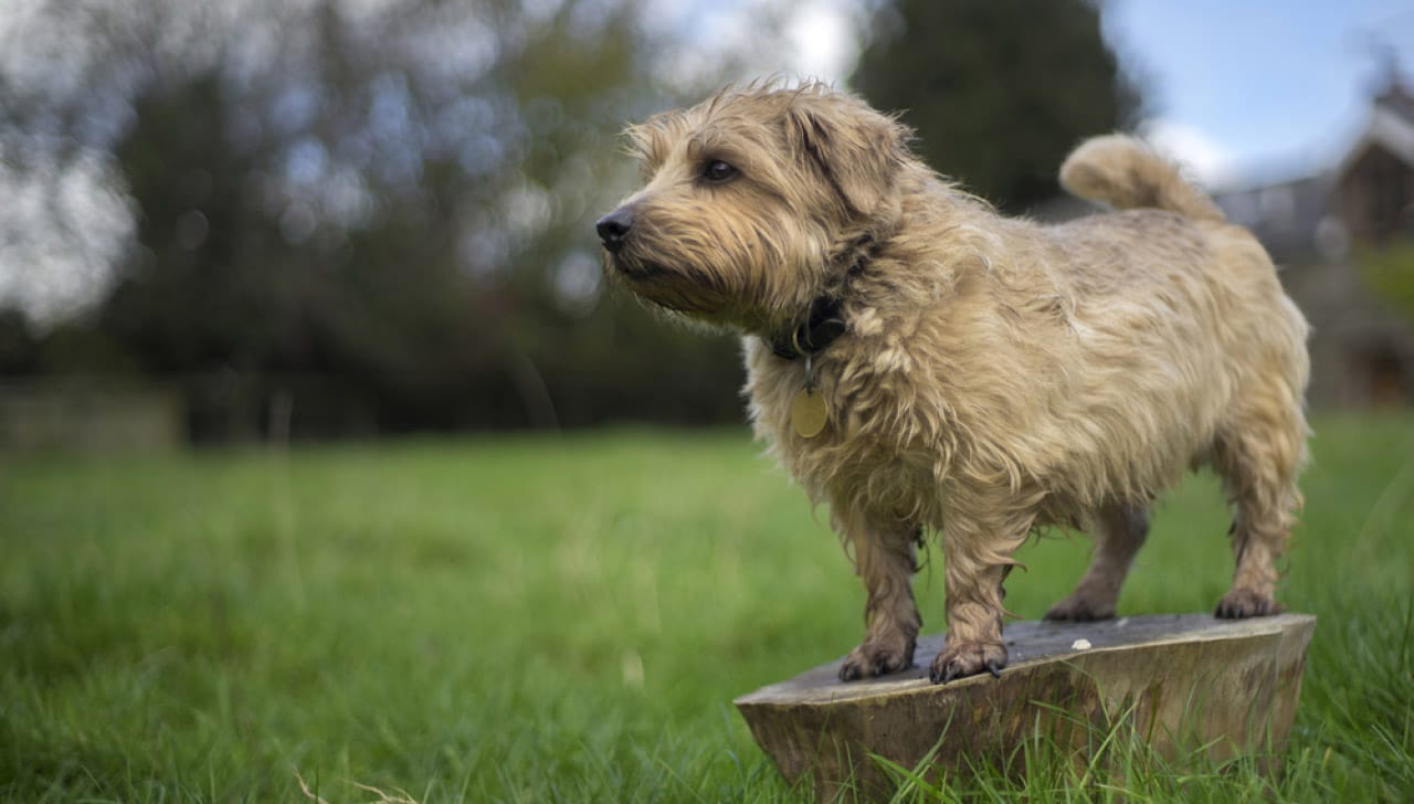 Secondary image of Norfolk Terrier dog breed