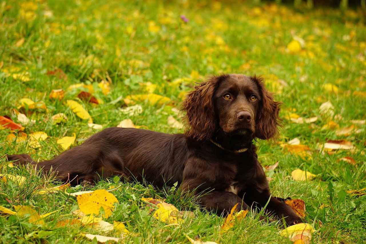 Secondary image of Deutscher Wachtelhund dog breed