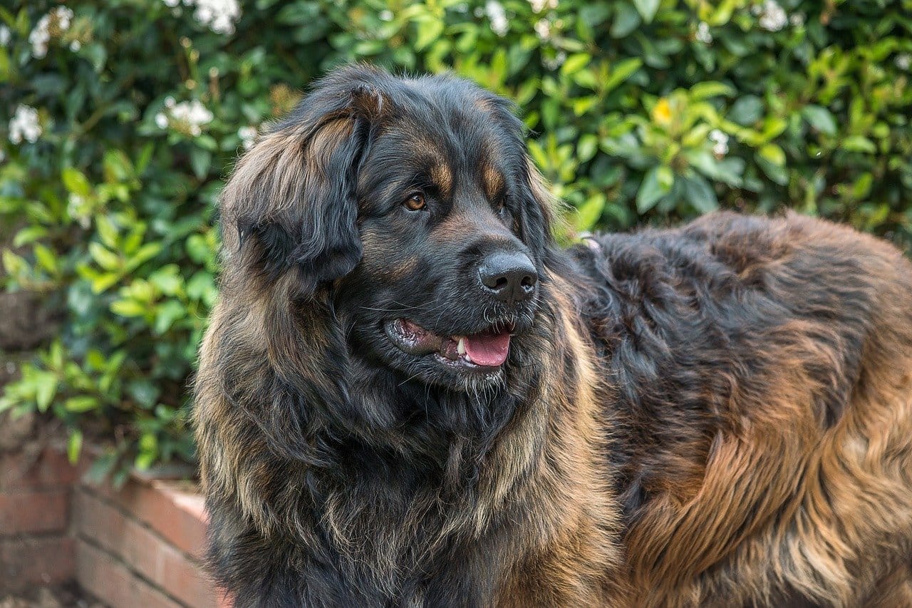 Secondary image of Leonberger dog breed