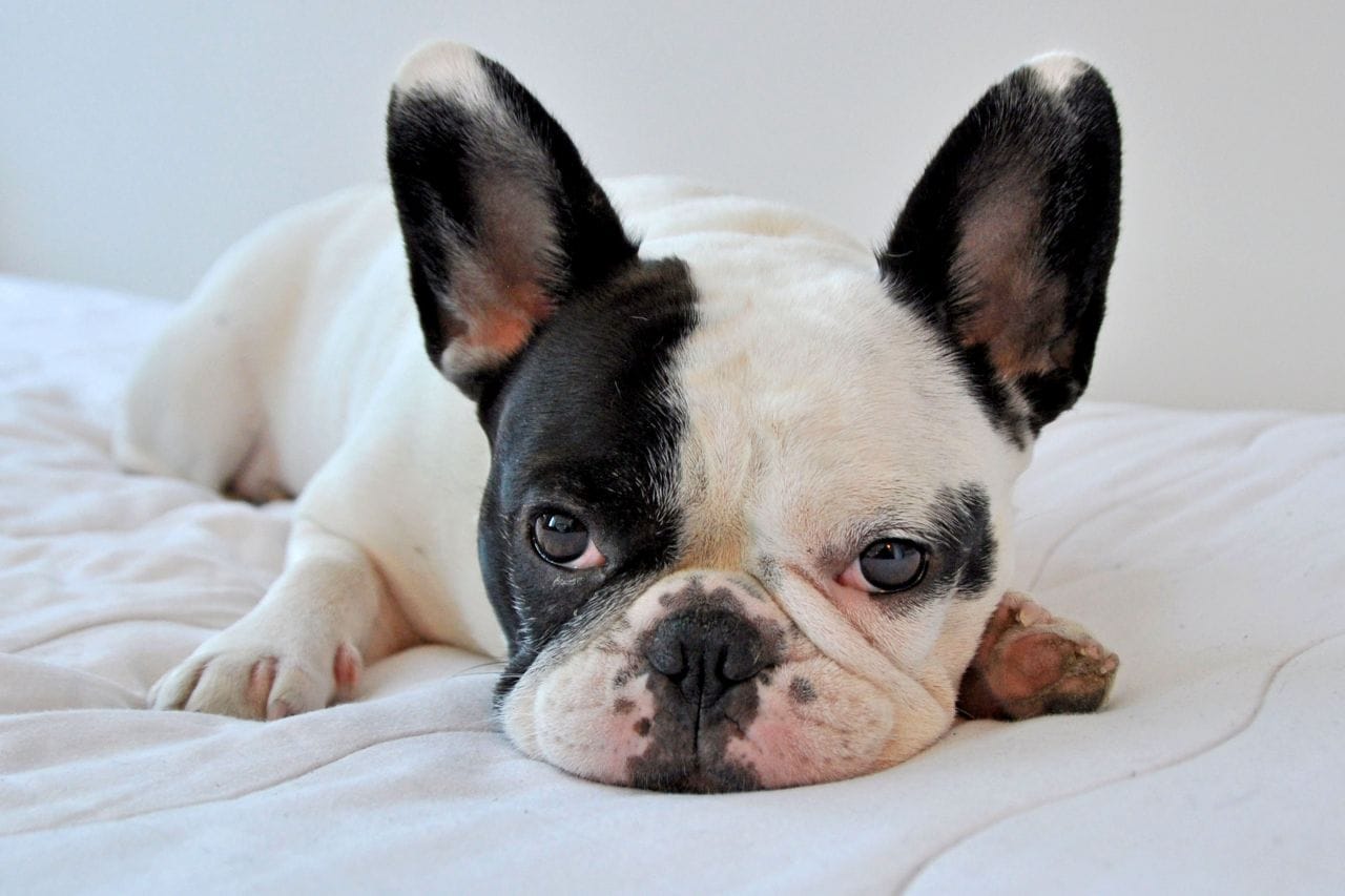 Secondary image of French Bulldog dog breed