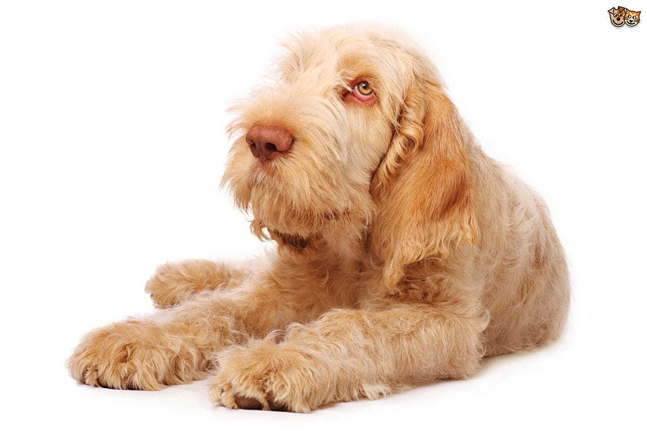 Secondary image of Spinone Italiano dog breed