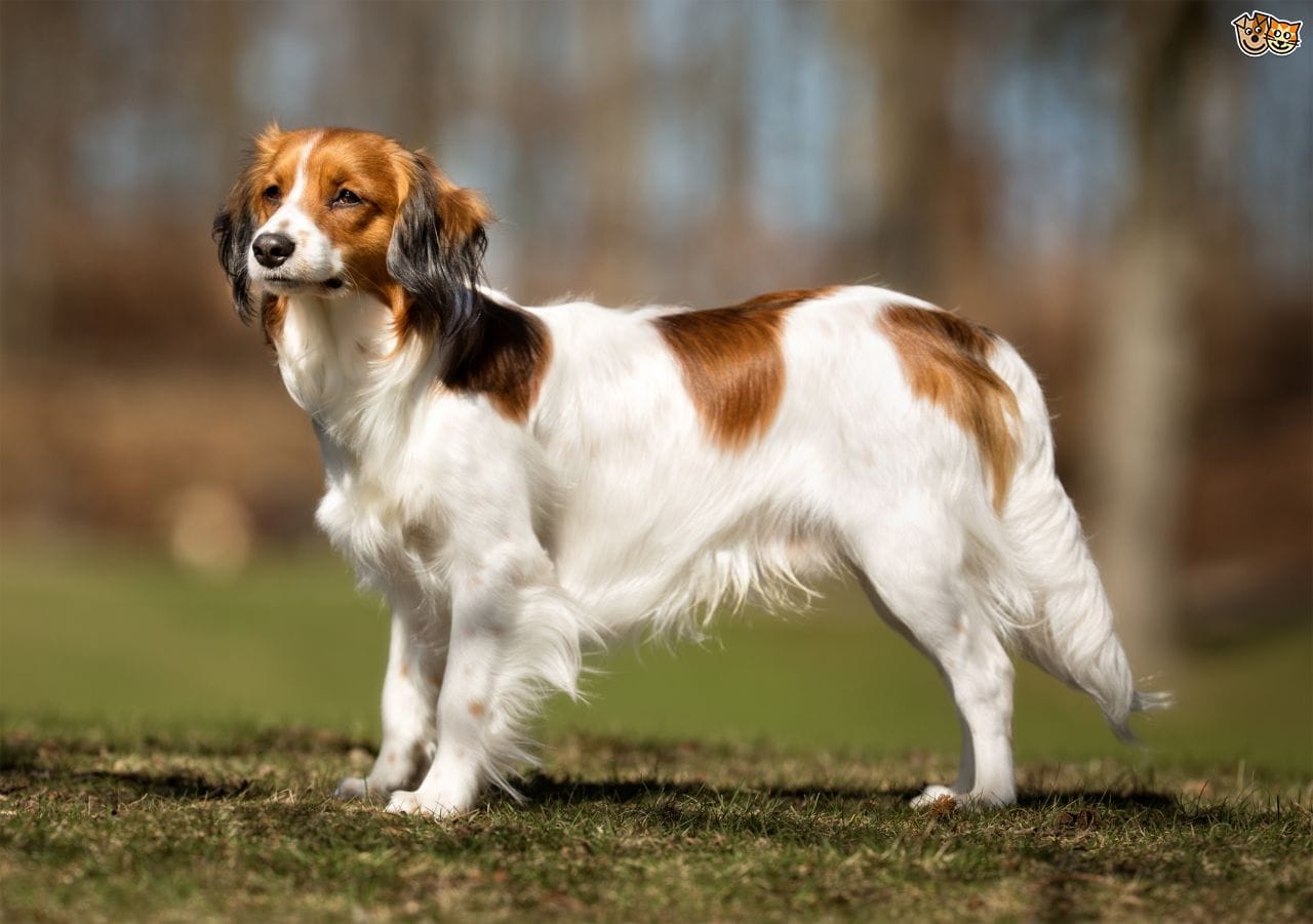 Secondary image of Kooikerhondje dog breed