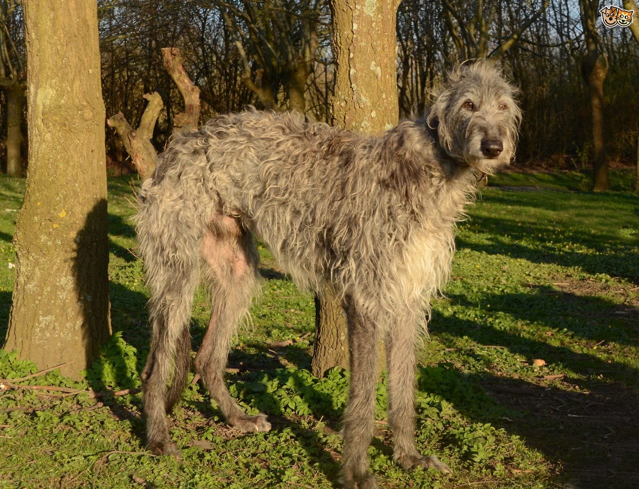 Secondary image of Scottish Deerhound dog breed