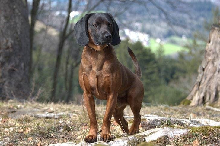 Secondary image of Bavarian Mountain Hound dog breed