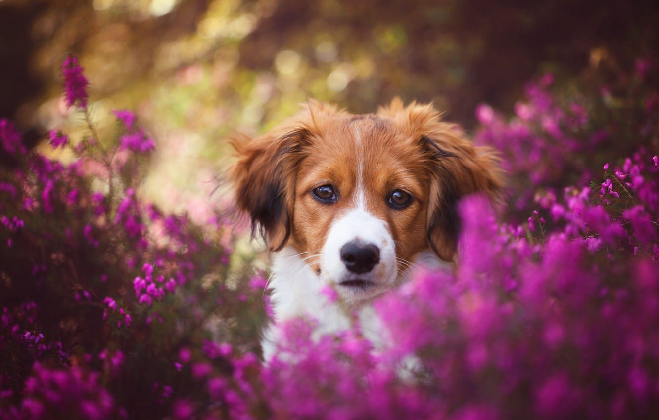 Secondary image of Kooikerhondje dog breed