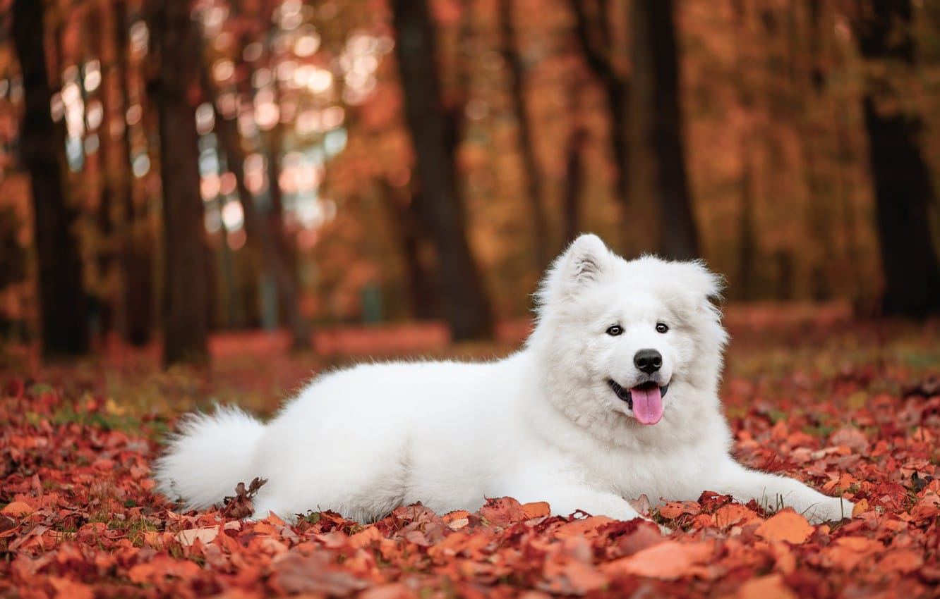 Secondary image of Samoyed dog breed