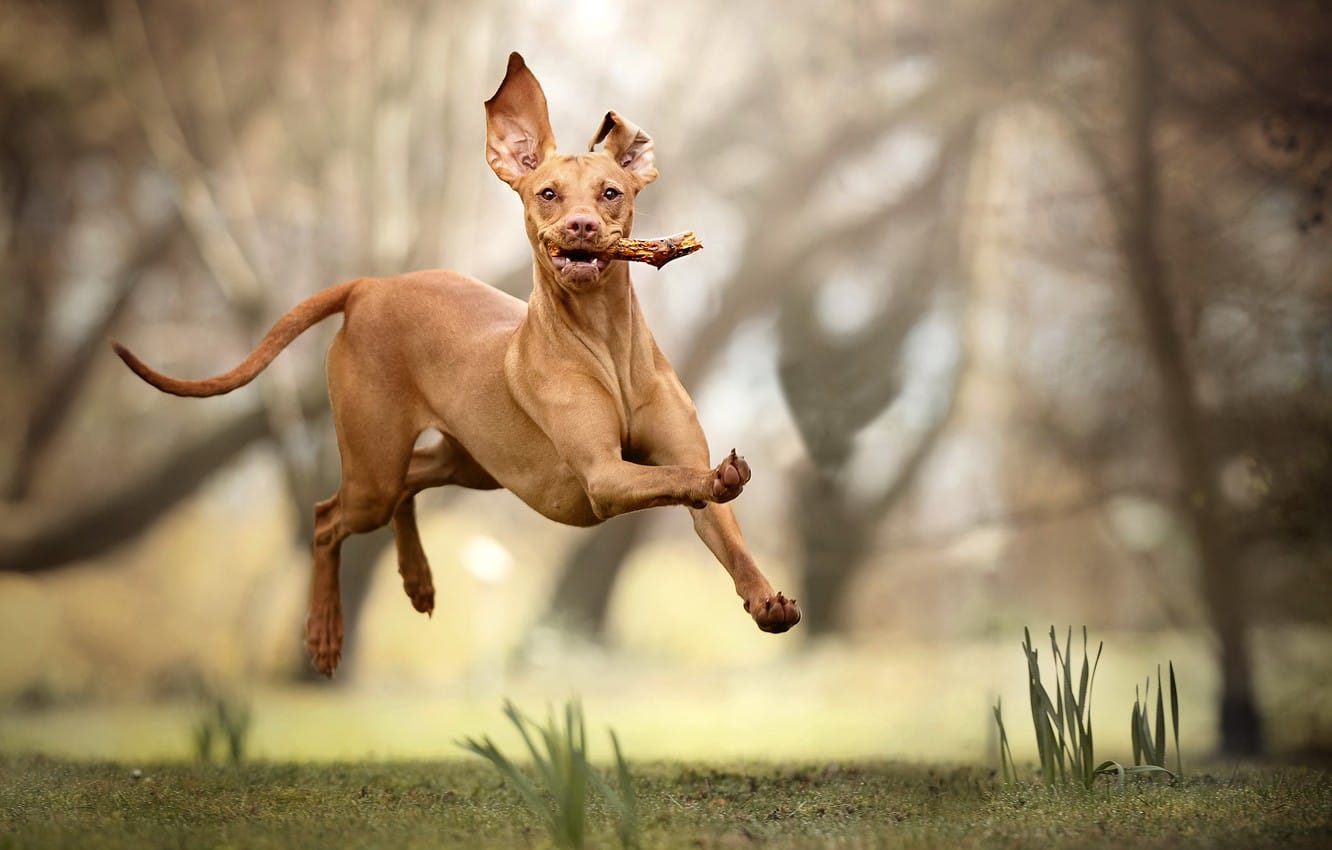 Secondary image of Pharaoh Hound dog breed