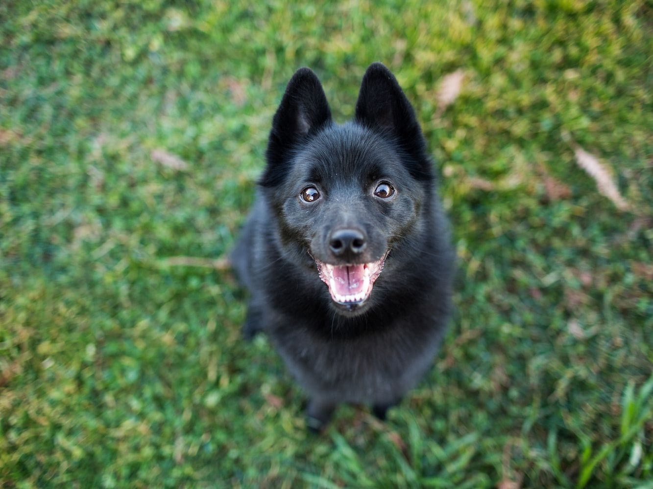 Secondary image of Schipperke dog breed