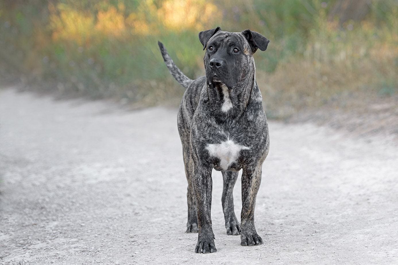 Secondary image of Perro de Presa Canario dog breed