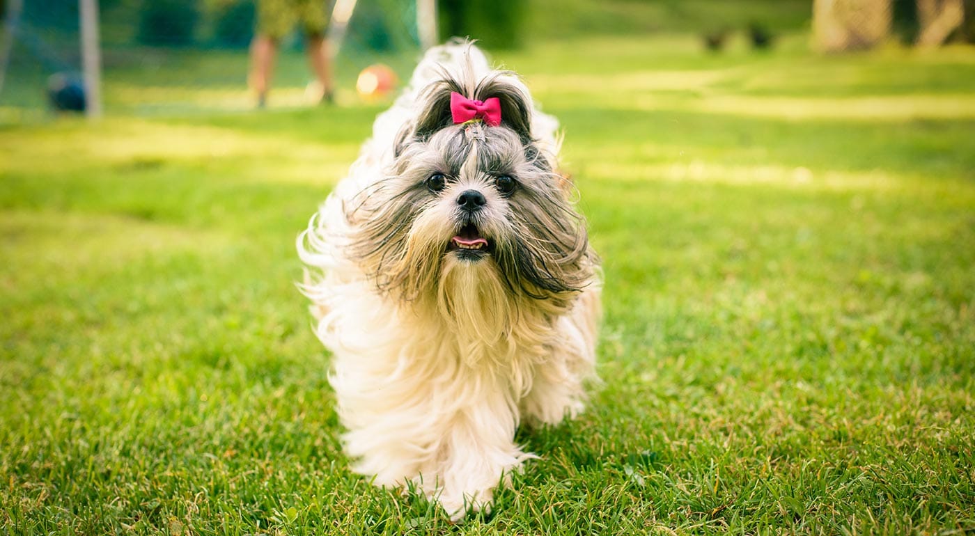 Secondary image of Shih Tzu dog breed