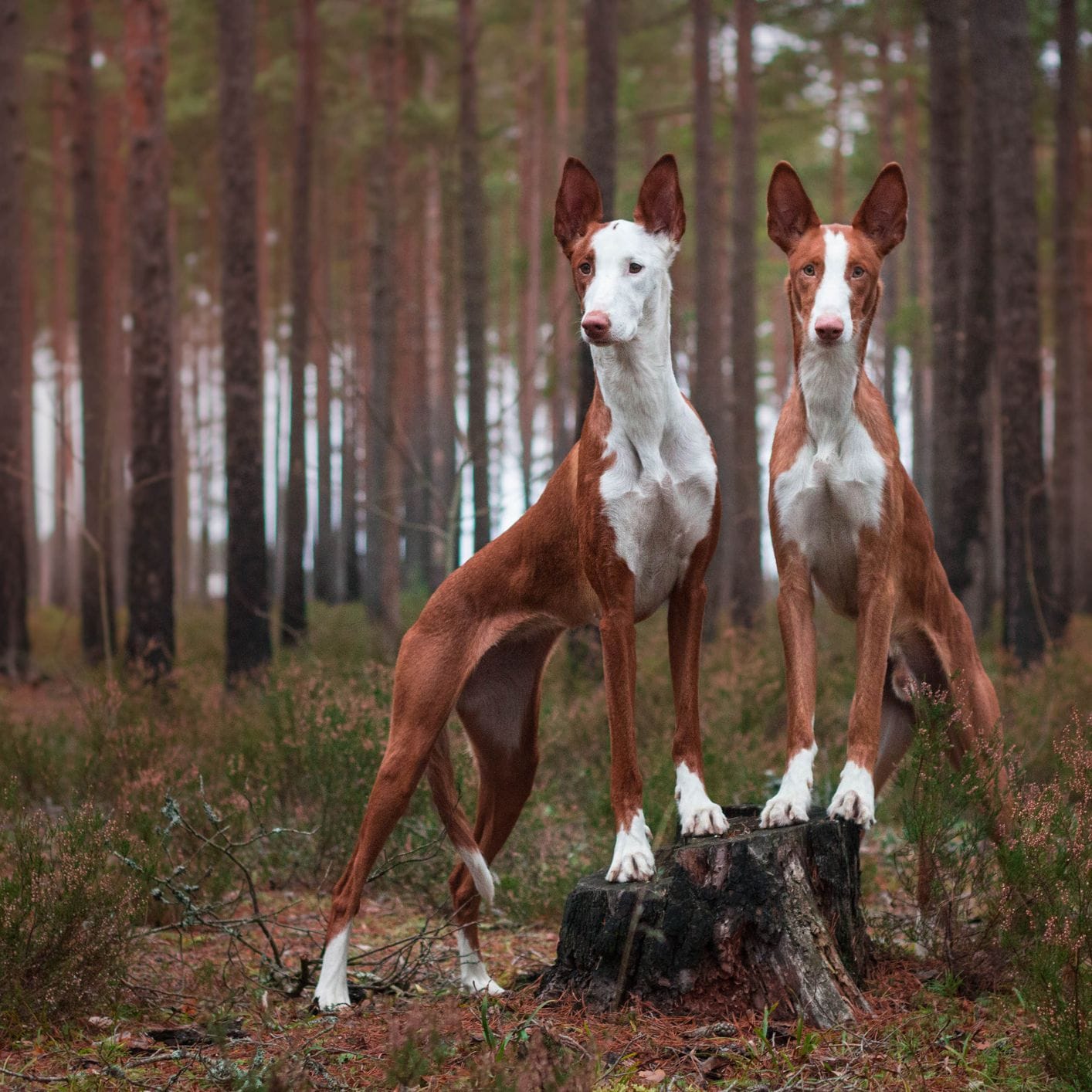 Secondary image of Ibizan Hound dog breed