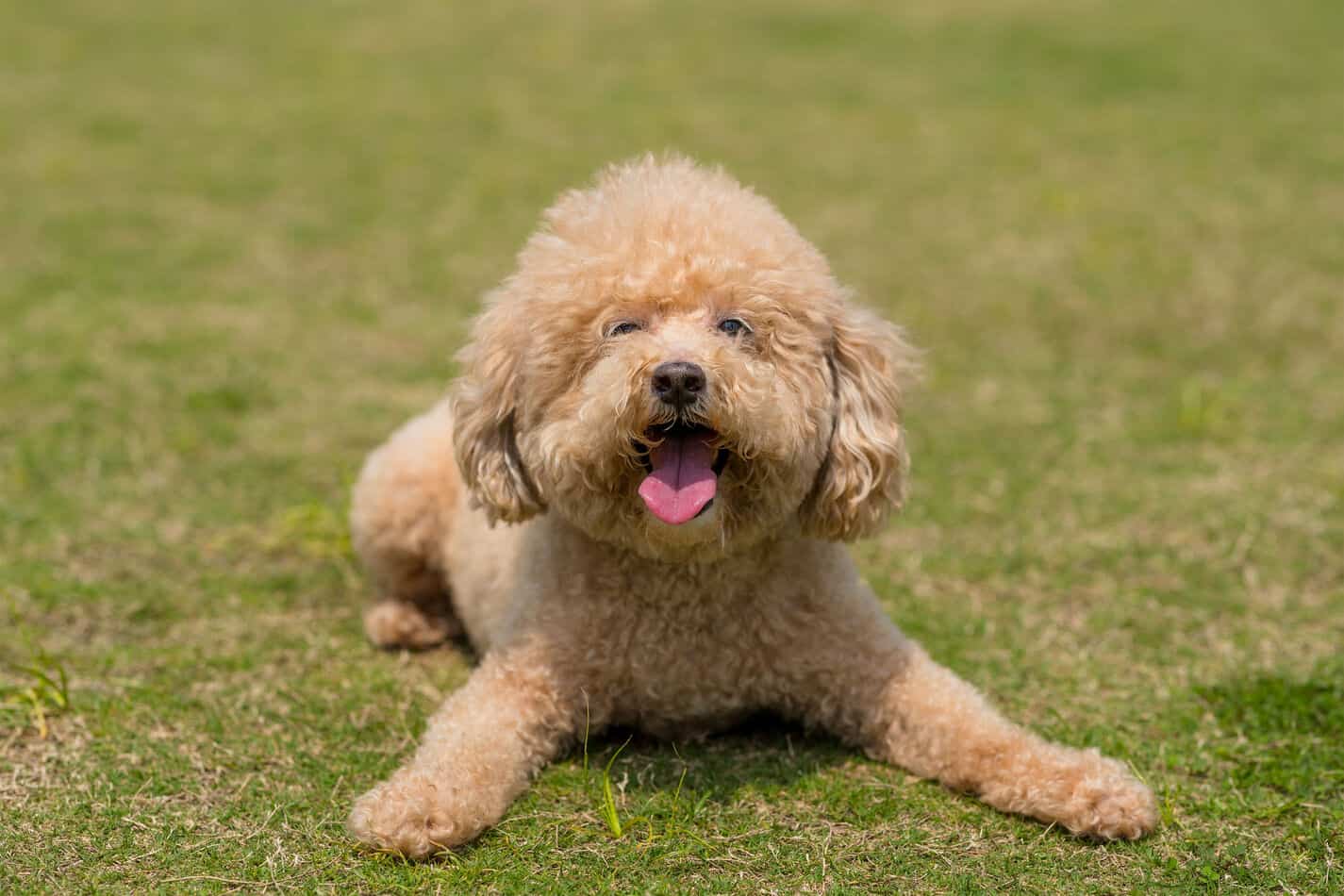 Secondary image of Poodle dog breed