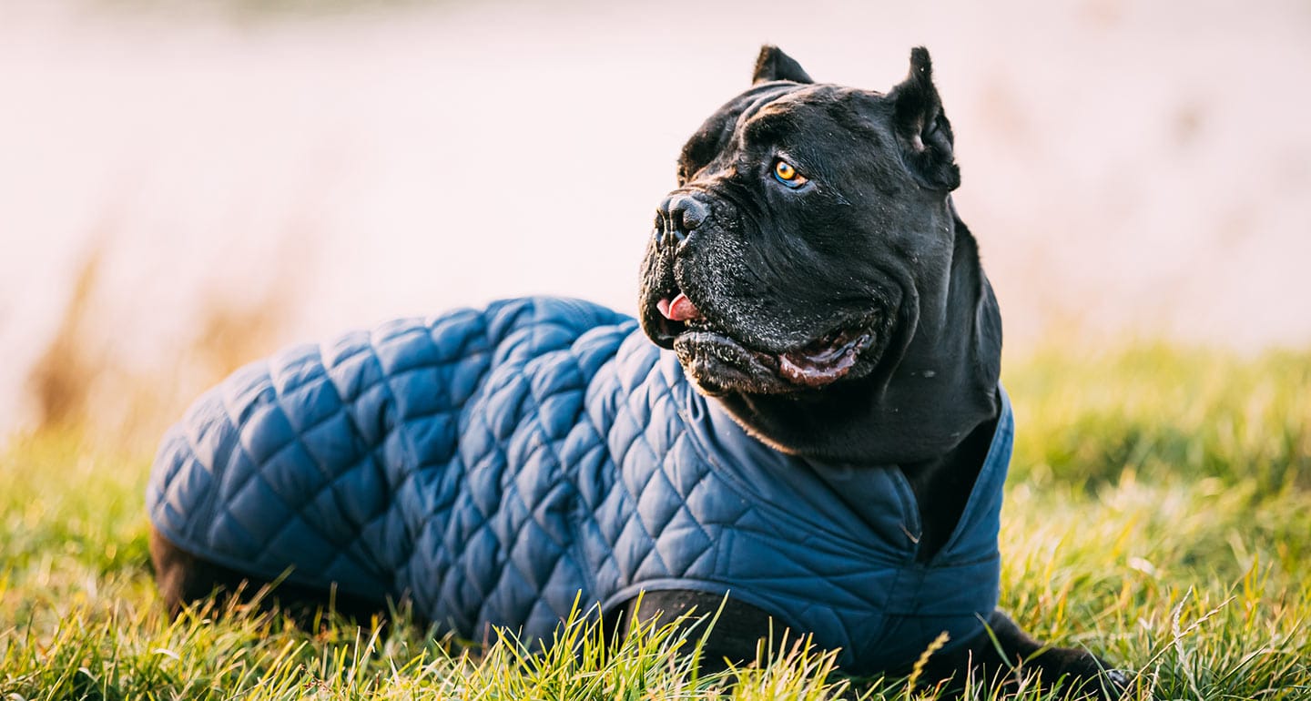 Secondary image of Cane Corso dog breed