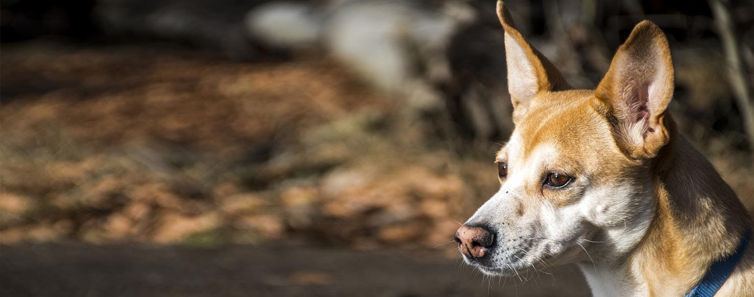 Secondary image of Portuguese Podengo dog breed