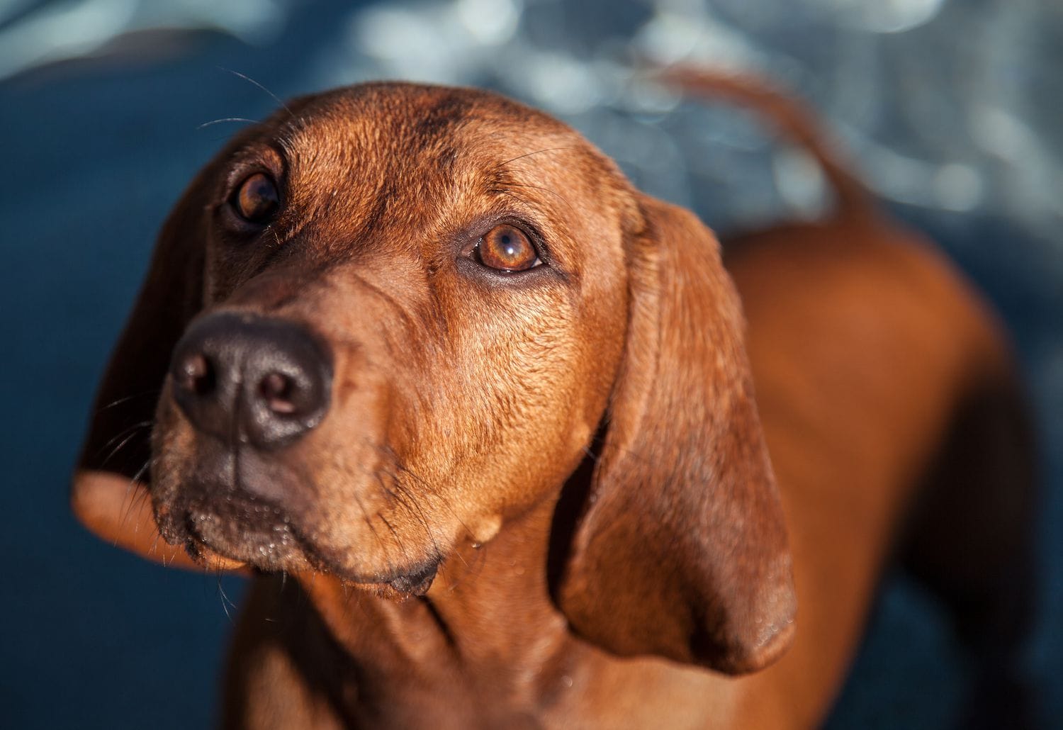 Secondary image of Redbone Coonhound dog breed