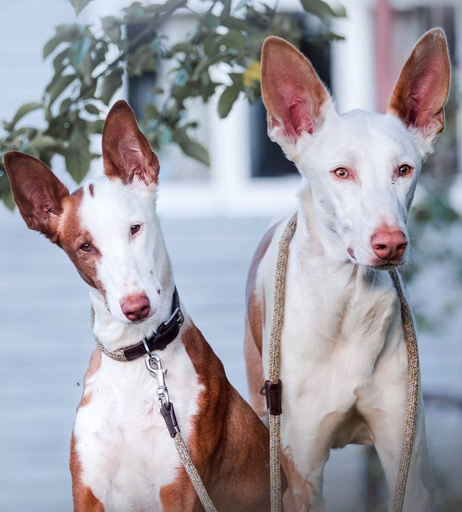 Secondary image of Ibizan Hound dog breed