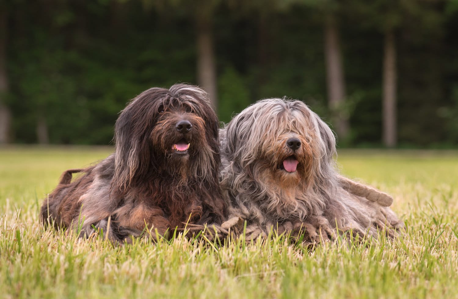 Secondary image of Bergamasco Shepherd dog breed