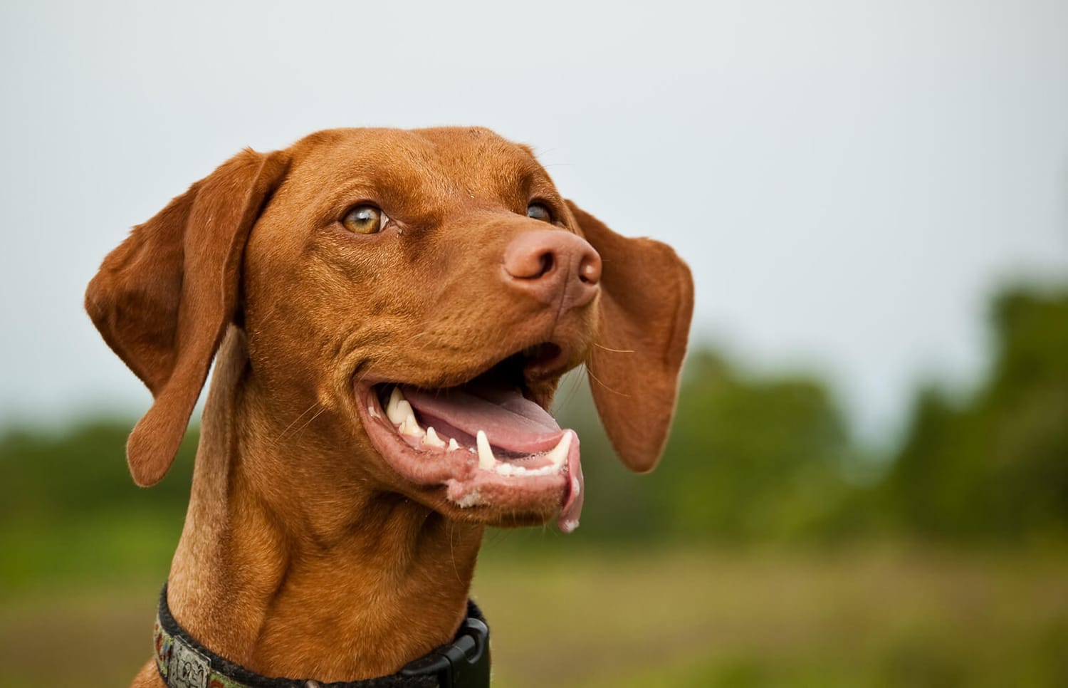 Secondary image of Vizsla dog breed