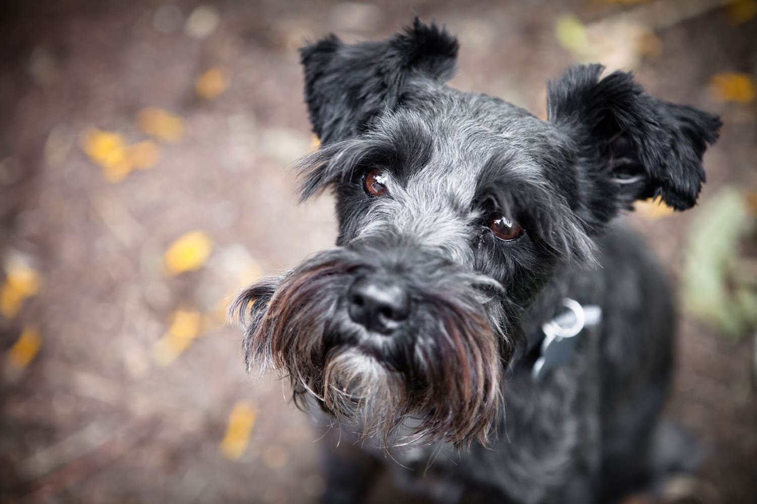 Secondary image of Miniature Schnauzer dog breed