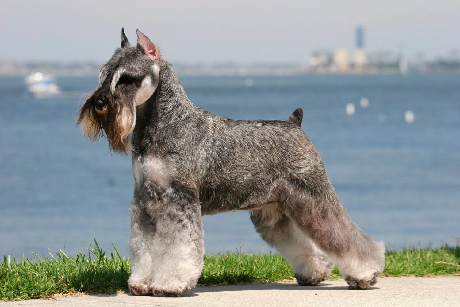 Secondary image of Standard Schnauzer dog breed