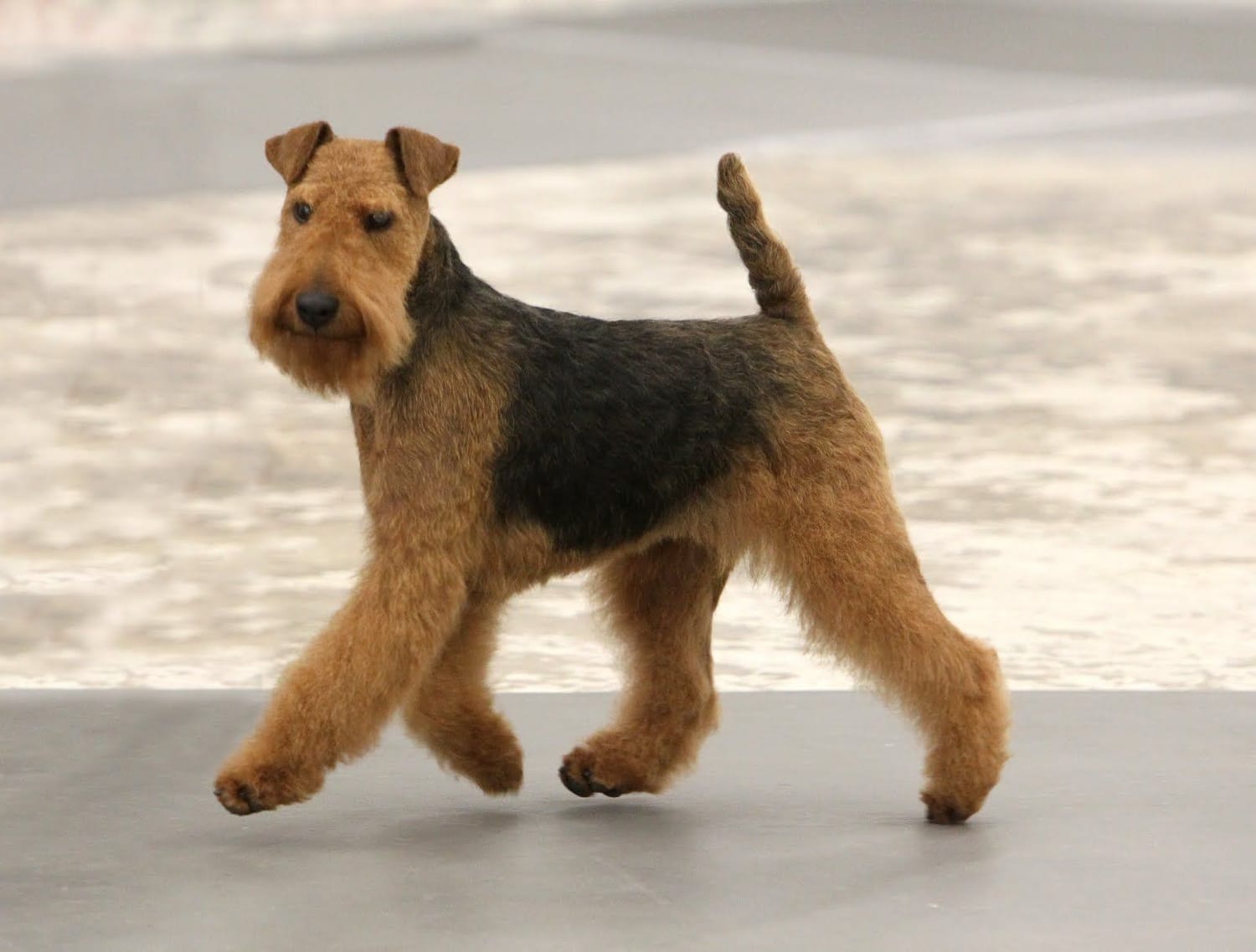 Secondary image of Welsh Terrier dog breed