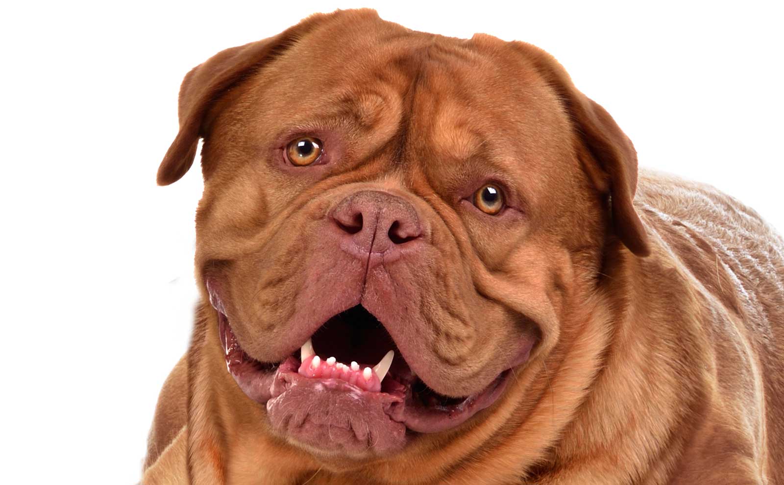 Secondary image of Dogue de Bordeaux  dog breed