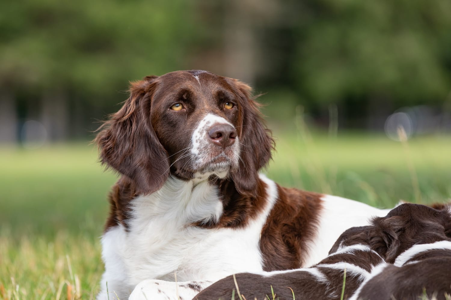 Secondary image of Drentsche Patrijshound dog breed