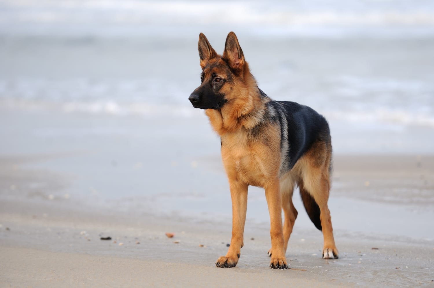 Secondary image of German Shepherd dog breed