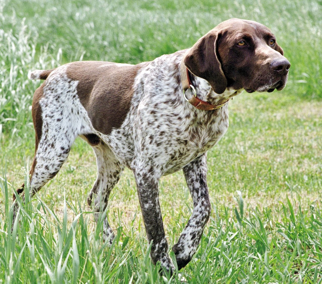 Secondary image of German Shorthaired Pointer dog breed