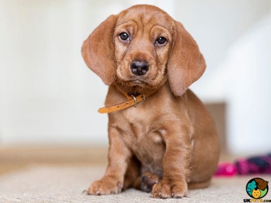 Secondary image of Basset Fauve De Bretagne dog breed