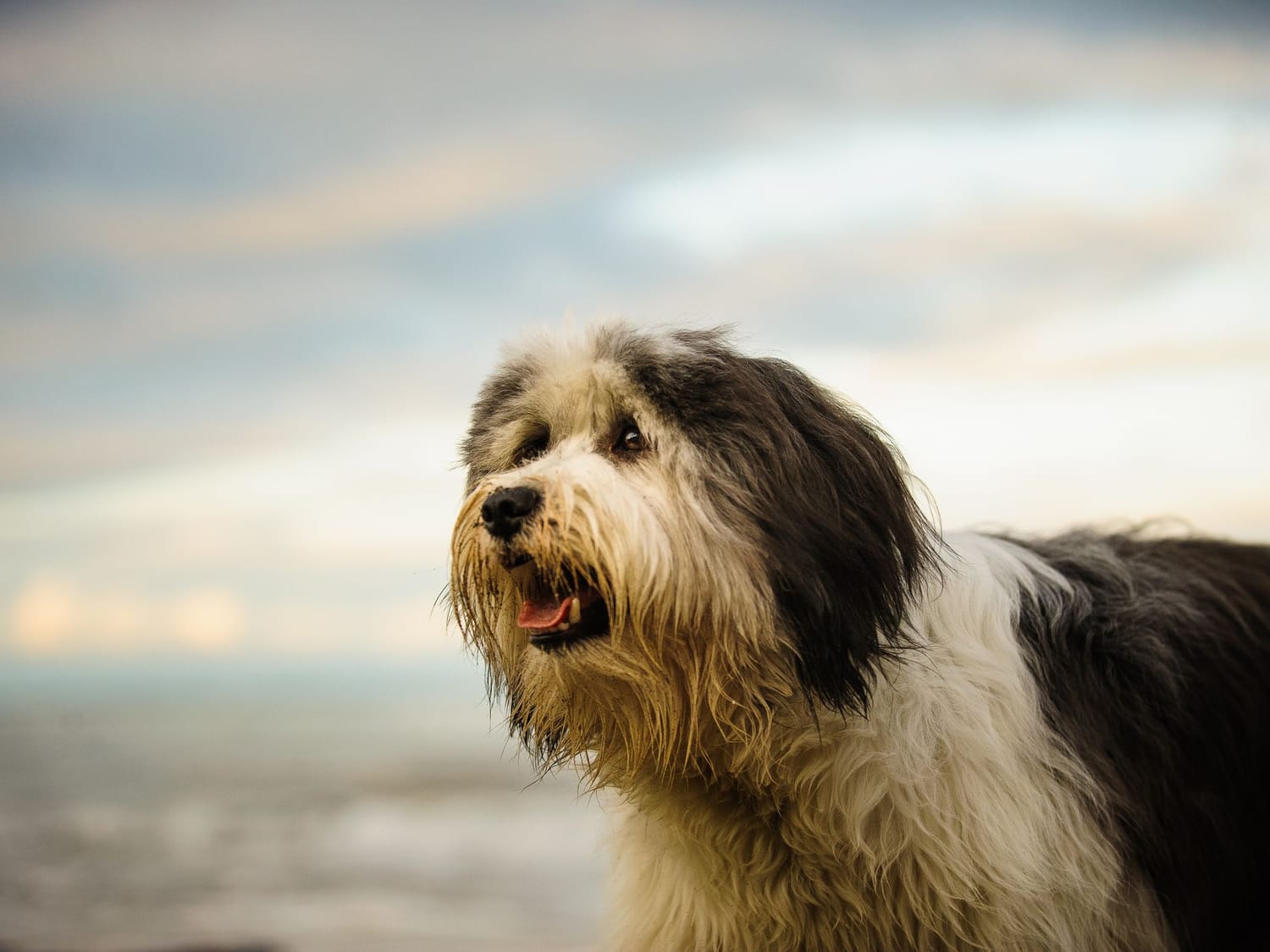 Secondary image of Polish Lowland Sheepdog dog breed