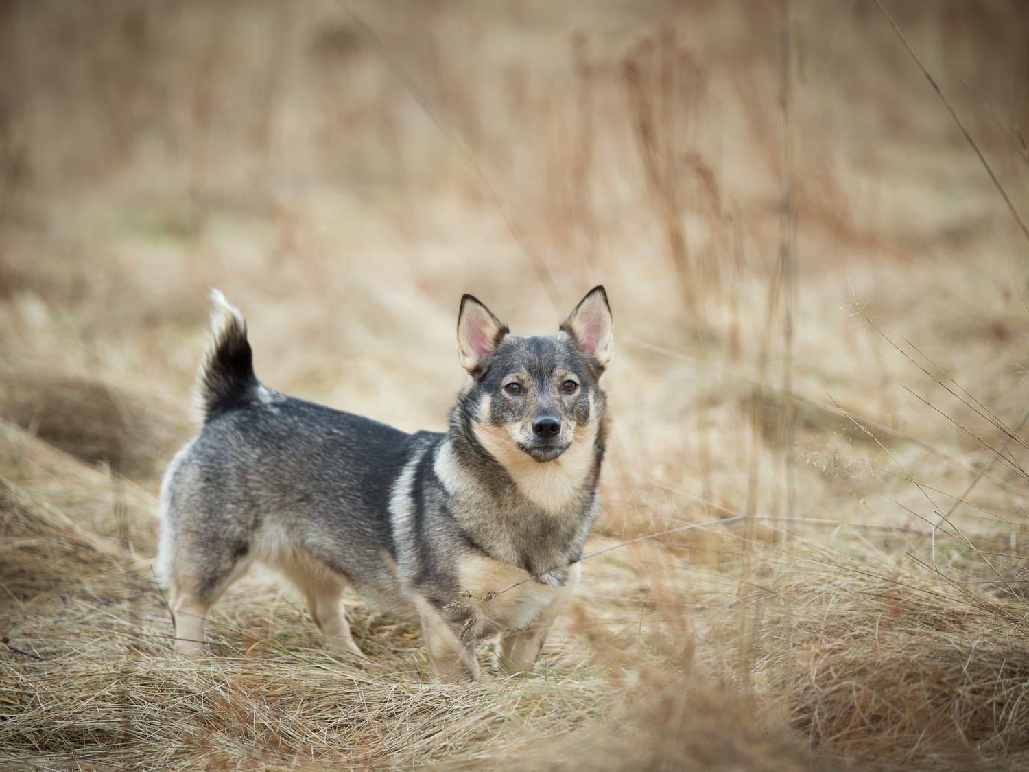 Secondary image of Swedish Vallhund dog breed