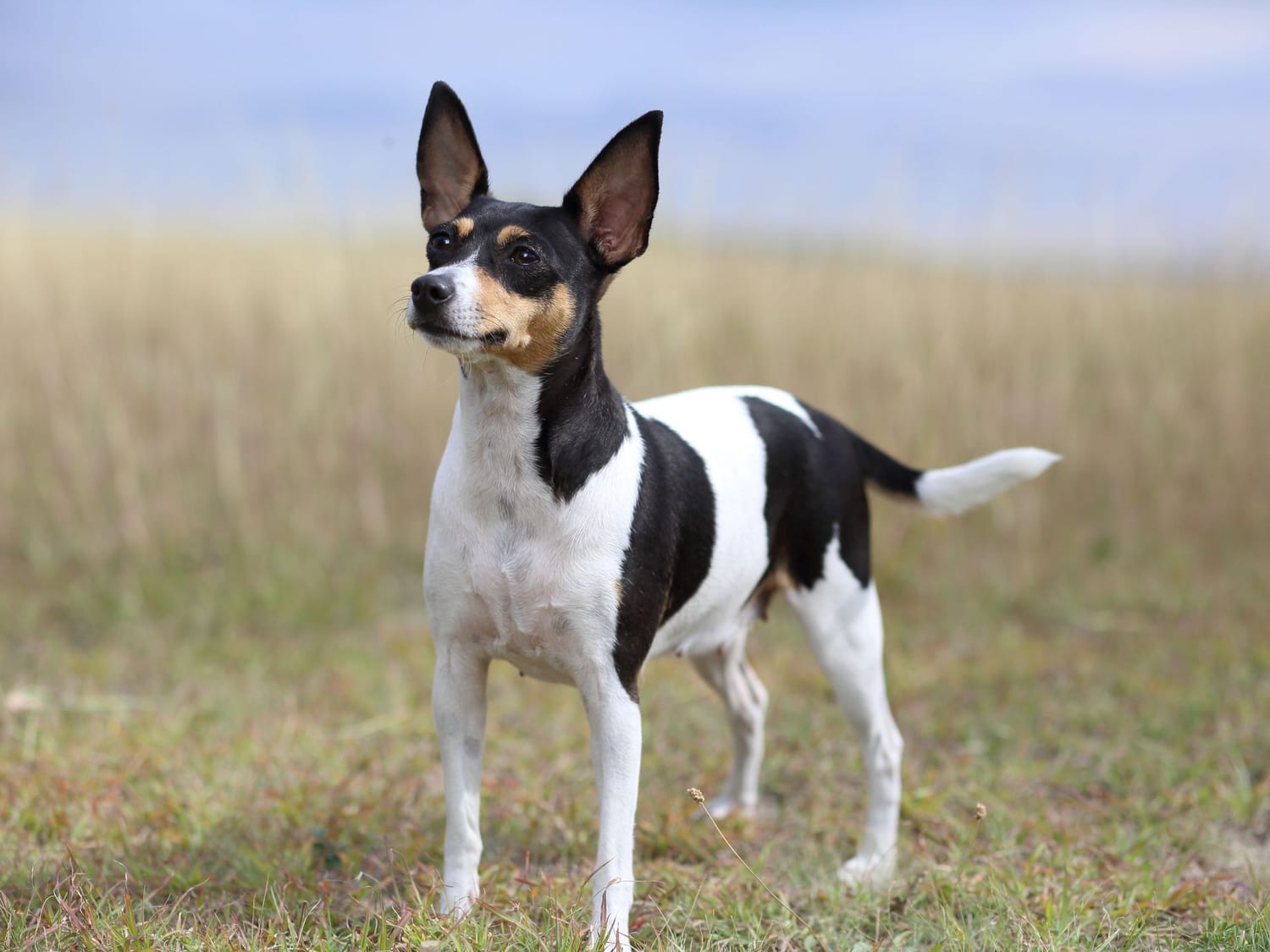 Secondary image of Toy Fox Terrier dog breed