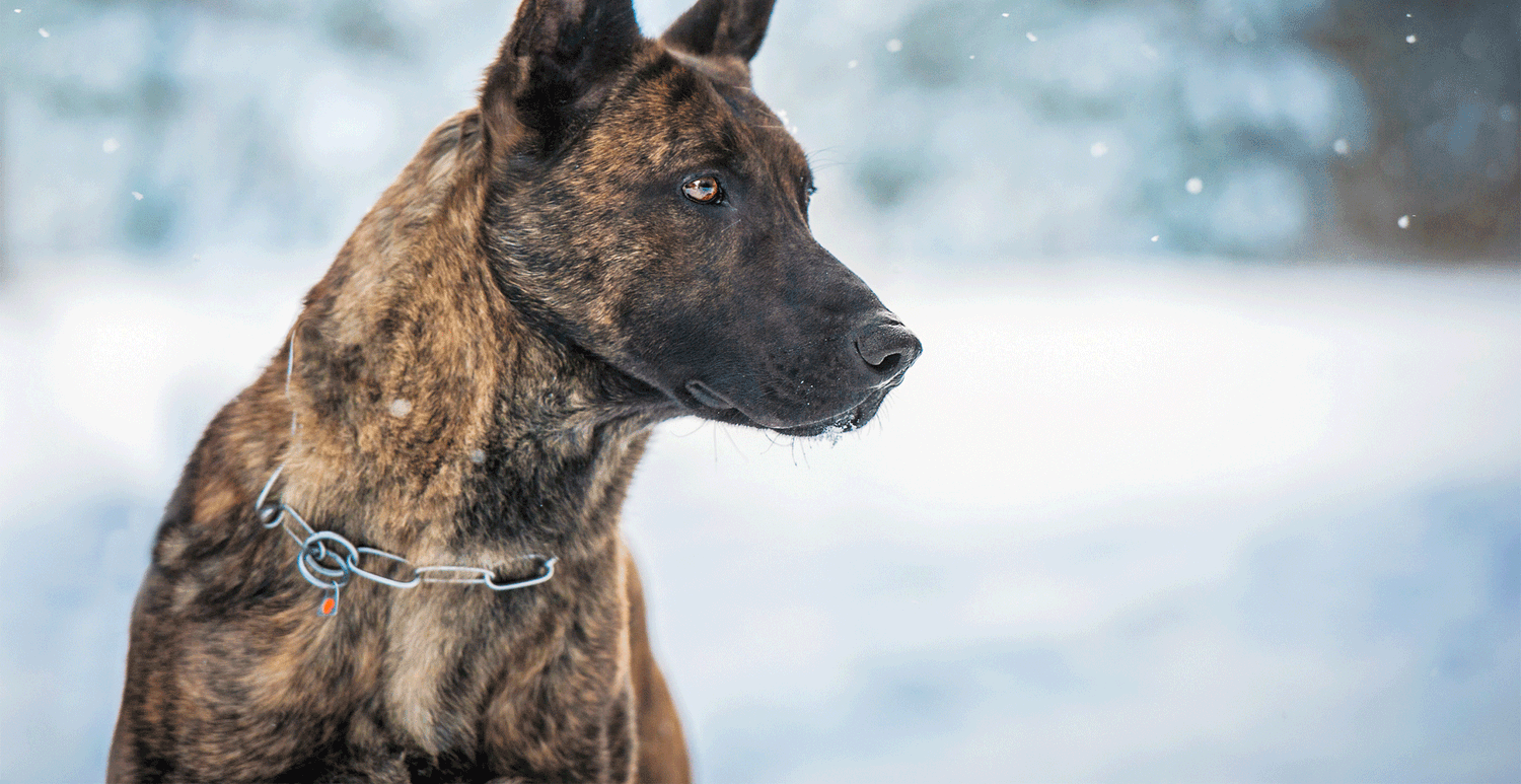 Secondary image of Dutch Shepherd dog breed