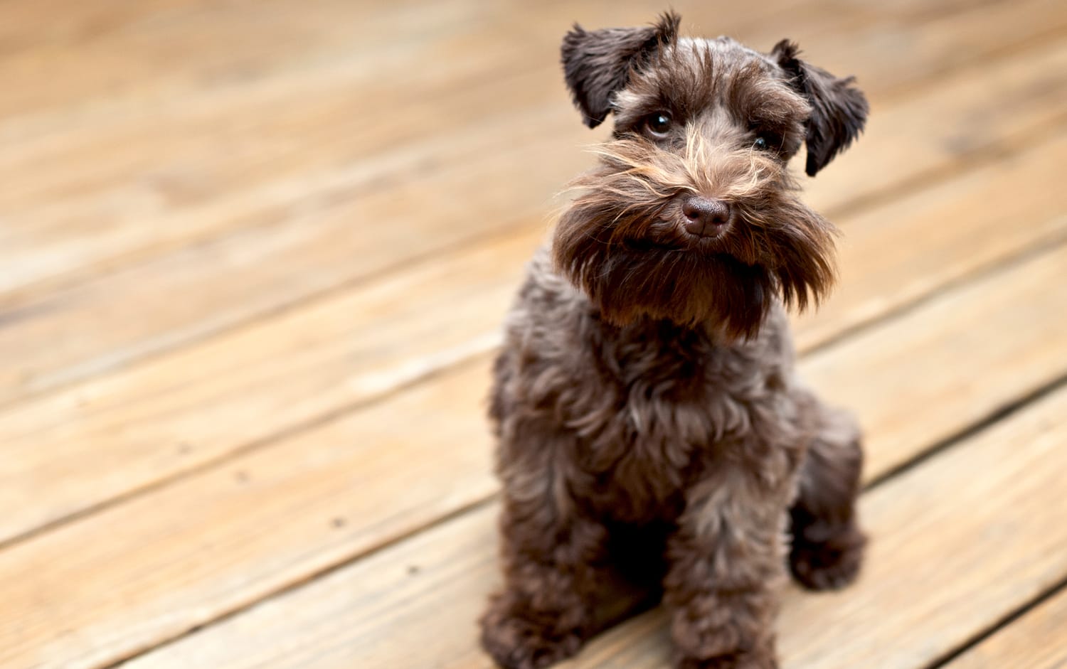 Secondary image of Miniature Schnauzer dog breed