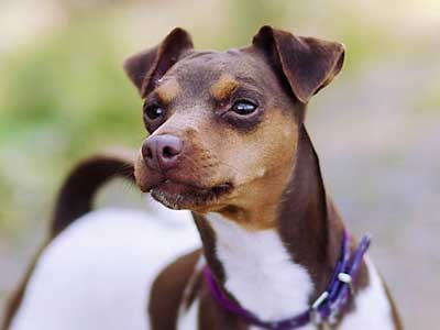 Secondary image of Brazilian Terrier dog breed