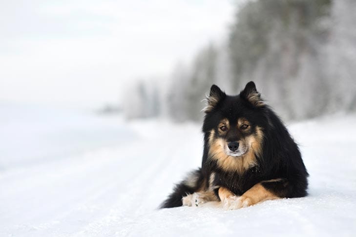 Secondary image of Finnish Lapphund dog breed