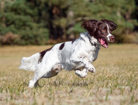 Secondary image of English Springer Spaniel dog breed